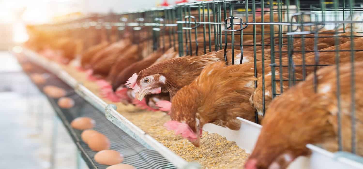 Ismailia Misr Poultry swings to profitability in 9 months